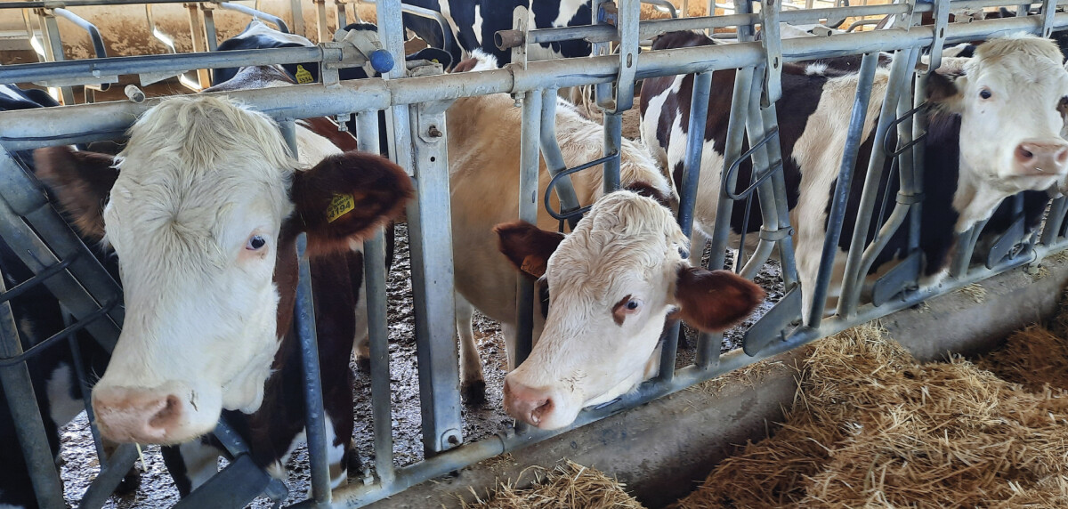 zrównoważona produkcja mleczarska