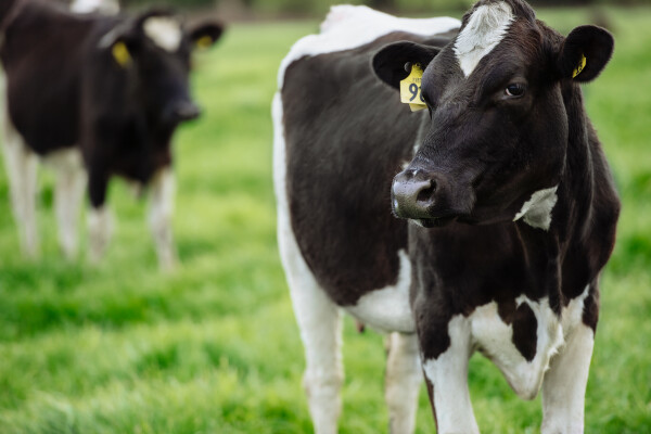 virtual-visits-holstein-friesian-cow