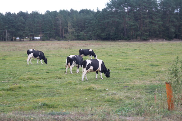 IMG 2432.JPG